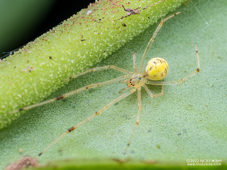 Comb-footed spider (Theridiidae) - P6143033