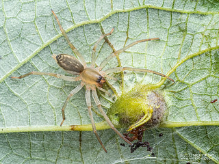 Ghost sac spider (Anyphaenidae) - P6143005