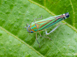 Leafhopper (Sibovia prodigiosa) - P6142980