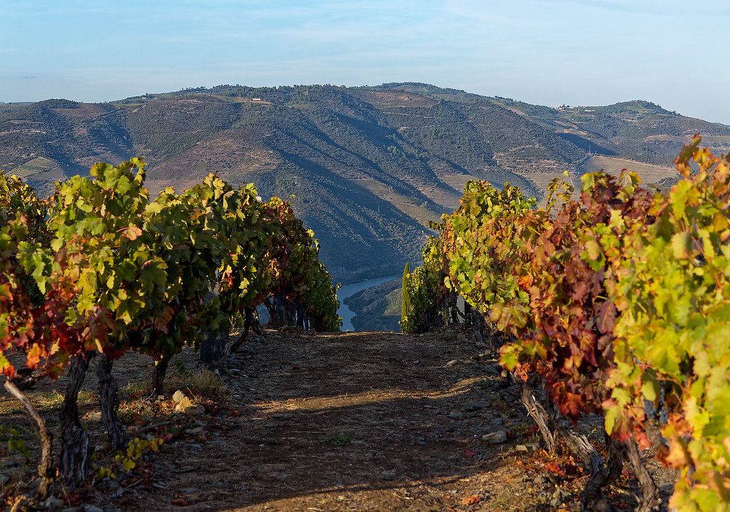 Quinta das Carvalhas: viticultura