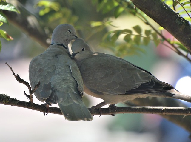 Collard Doves Necking each other ready for second brood_0397