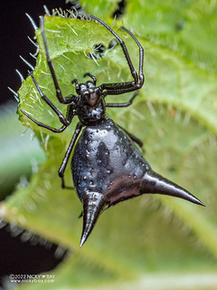 Thorn orb weaver (Micrathena pilaton) - P6143014