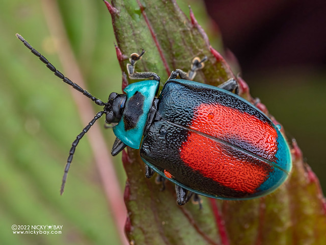 Leaf beetle (Aspicela bourcieri) - P6142728