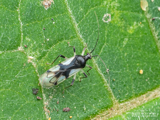 Plant bug (Miridae) - P6142716