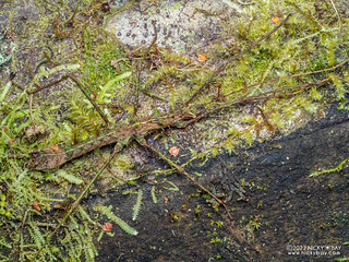 Moss stick insect (Parobrimus monstrosus) - P6142759