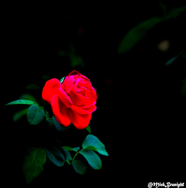 The last rose of the summer