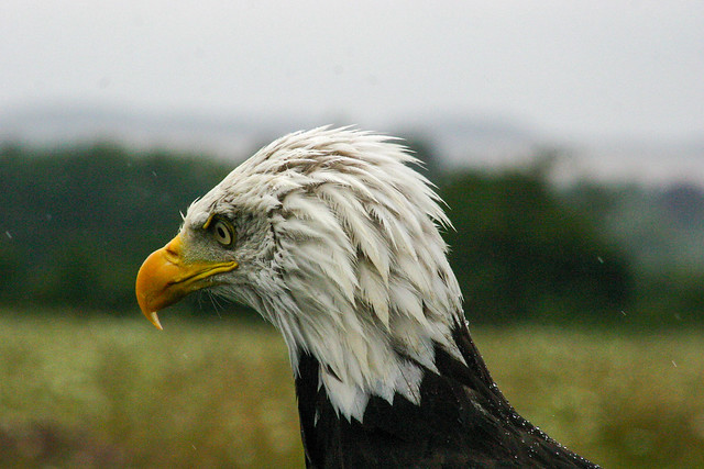 Bald eagle at the Hawk Conservancy Trust, Weyhill, Hampshire