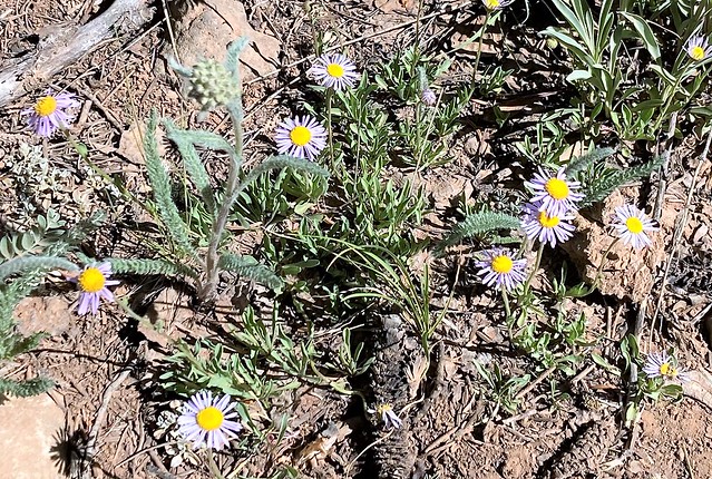 Aster occidentalis --  Western Aster in flower 3032