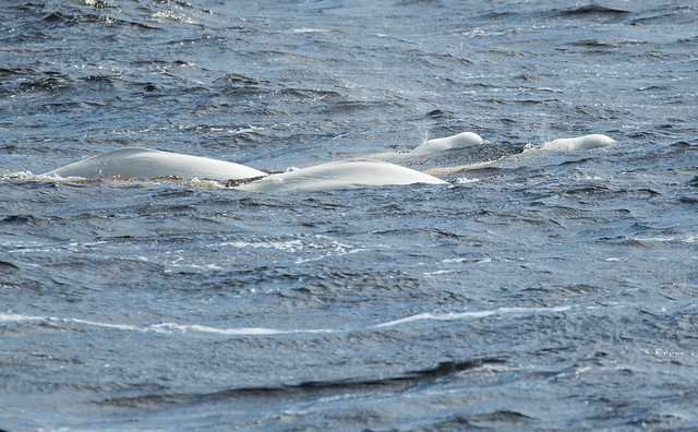 La baleine blanche II