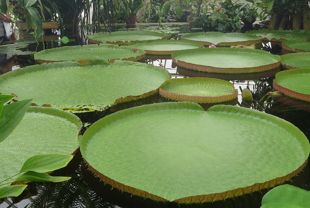 Giant lily pads in pond in Aquatic Plants Gallery of the Conservatory of Flowers in San Francisco's Golden Gate Park 20190906-120115
