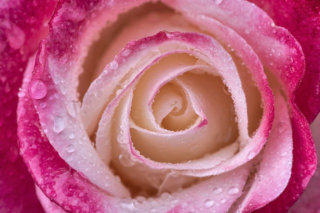 *raindrops on a rose flower*