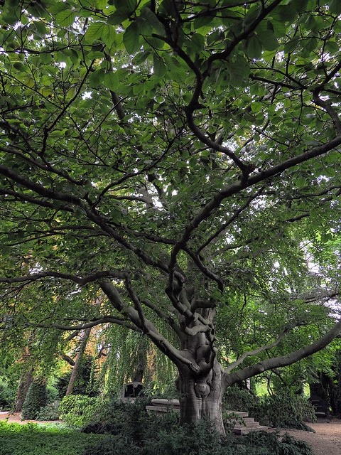 Very old Beech at the Crooswijk cemetery, Rotterdam