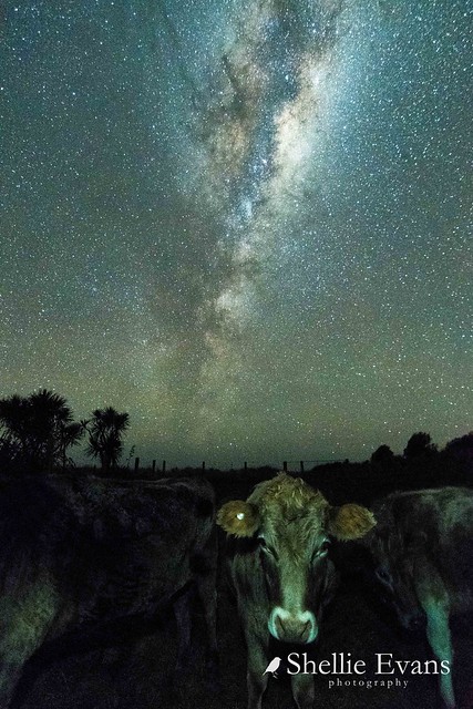 Friendly Steer- Milky Way, Moeraki Boulders, Otago