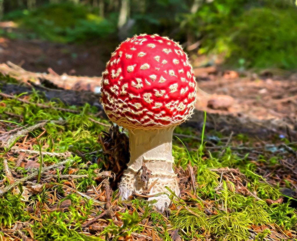Nasty mushroom