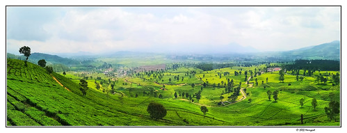harrypwt westjava indonesia visitindonesia landscape green paintinglike smartphone huaweip20pro panorama panoramic