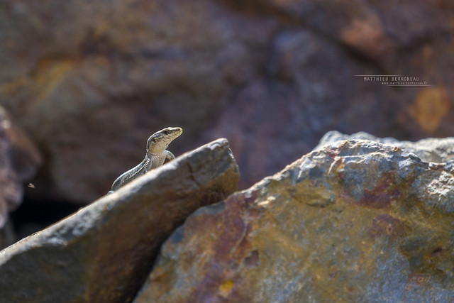 Pyrenean rock lizard, Iberolacerta bonnali