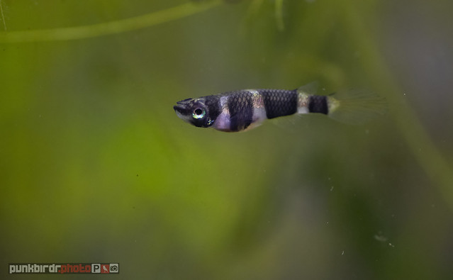 clown killifish - female