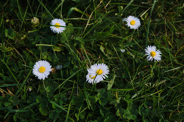 Quadrilateral of daisies - Three Mills Park, London