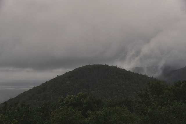 Nebelschwaden über den Harzwald