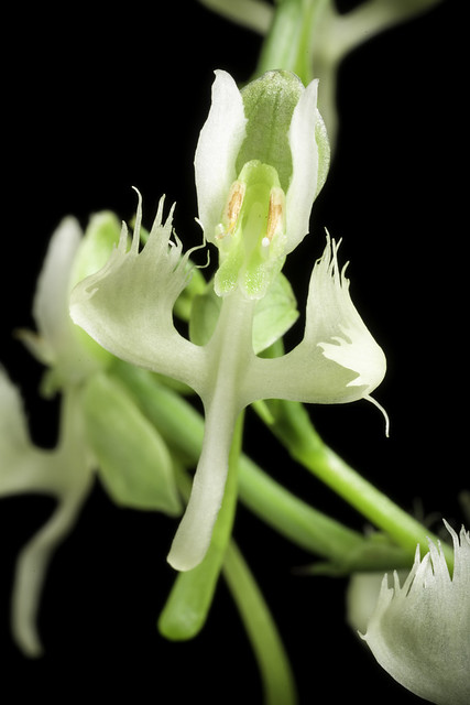 Habenaria sp. '_2204' (natural hybrid: Habenaria sagittifera × Pecteilis radiata)