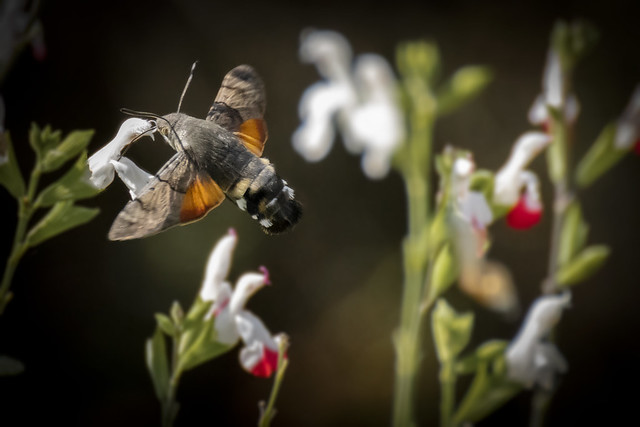 Hummingbird Hawk Moth (Macroglossum Stellatarum)