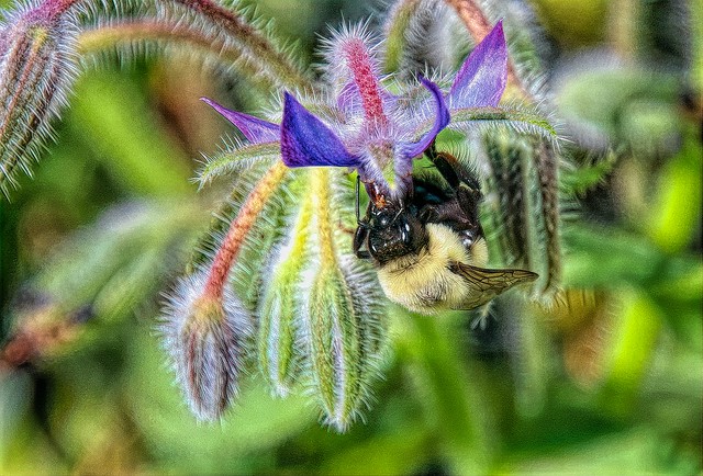 Bumble Bee on Barage