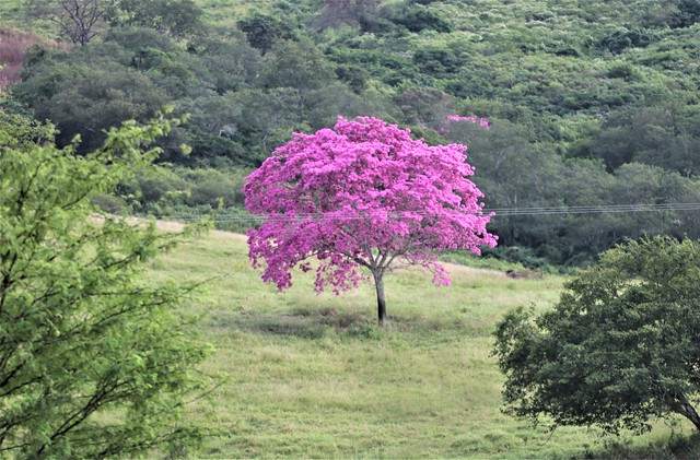 Ipê florido, BR 230, entre Campina Grande-PB, Brasil.