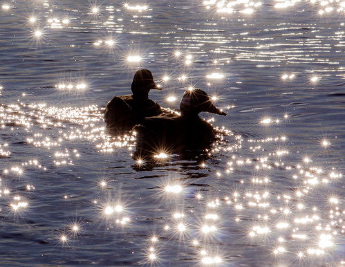 Ducks in sparkling water by Earth Heritage Designs, Shooting into the low evening sun with sunset in 1.5 hours produced hundreds of sunstars in the ripp