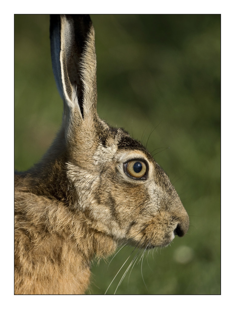 Haas (Lepus europaeus) 3 | Frans Martens | Flickr