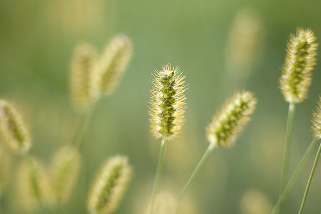 Ultralit grass
