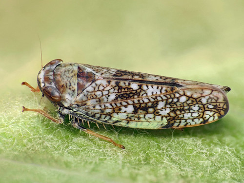 orientusishidae cicadellidae macro