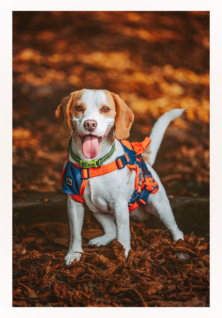 Remus The Beagle