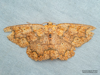Moth (Isochromodes polvoreata) - P6143166