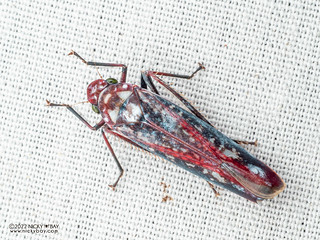 Leafhopper (Onega stipata) - P6143150