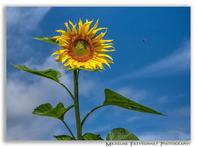 220819_080_Single Sunflower