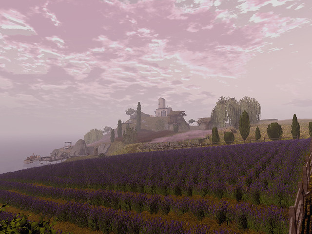 Lavender Bay - Lavender Fields