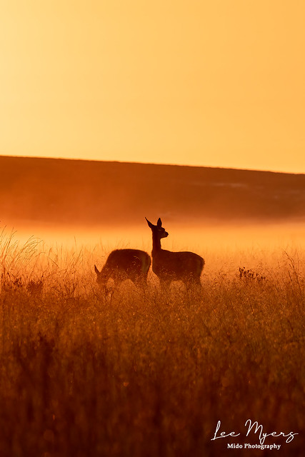 Red deer sunrise 2 28.08.22