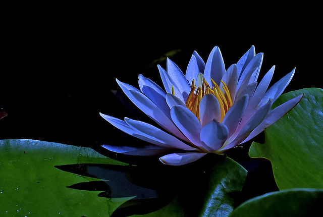 Water Lily : Yakishiike Park, Machida ,Tokyo, Japan (Explored)