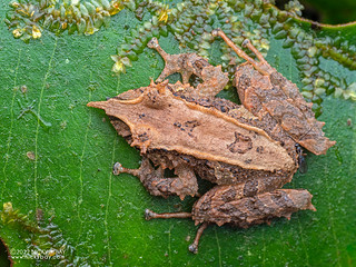Pinnochio rainfrog (Pristimantis appendiculatus) - P6143356