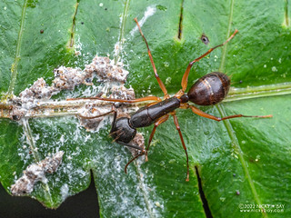 Ant (Camponotus sp.) - P6143293
