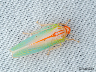 Leafhopper (Cicadellidae) - P6143181