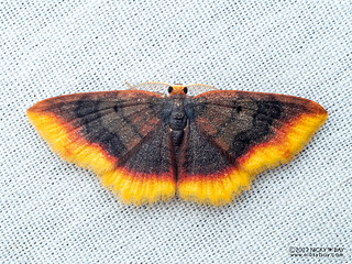 Carpet moth (Eois sp.) - P6143159