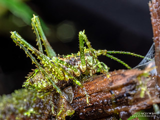 Moss katydid (Tettigoniidae) - P6143275