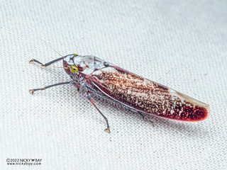 Leafhopper (Cicadellidae) - P6143184