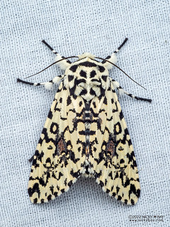 Cutworm moth (Lichnoptera moesta) - P6143153