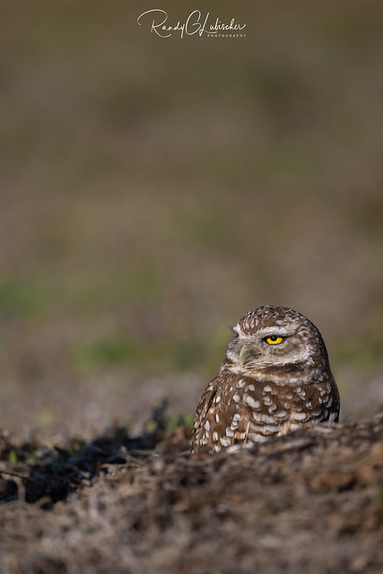 Burrowing Owl | Athene cunicularia | 2022 - 26
