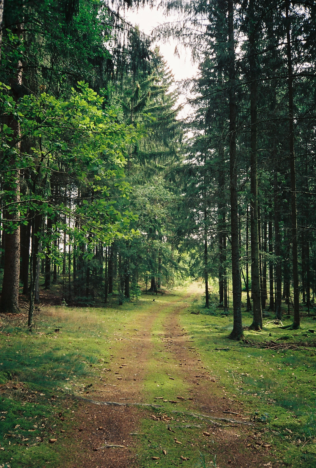 skogen