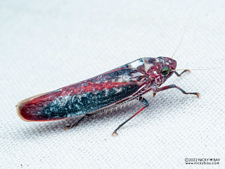 Leafhopper (Onega stipata) - P6143164