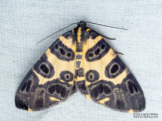 Panther moth (Pantherodes conglomerata) - P6143161