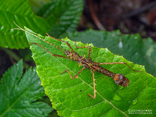 Stick insect (Phasmida) - P6143231